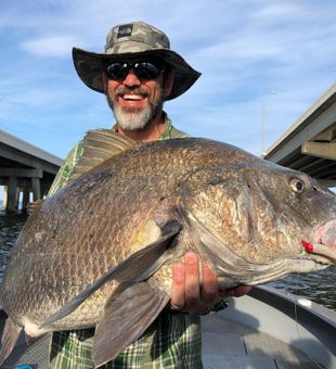 Huge Black Drum Caught in St. Petersburg, FL